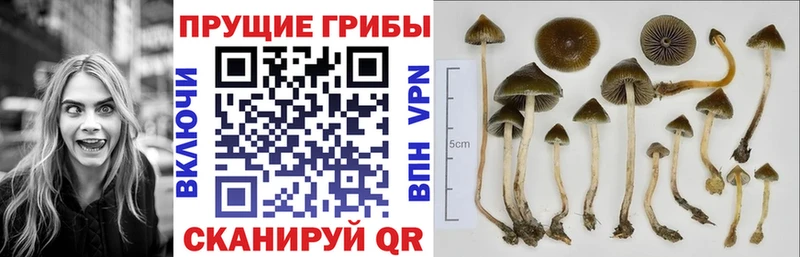 закладка  Данилов  Галлюциногенные грибы ЛСД 